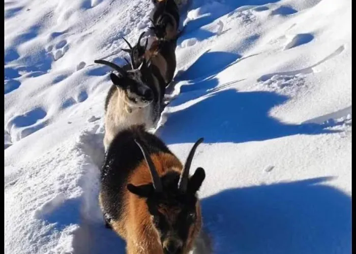 Haus Waldesruh شقة نيوستيف ام ستوبيتا