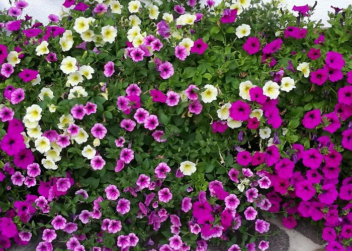 Haus Waldesruh شقة