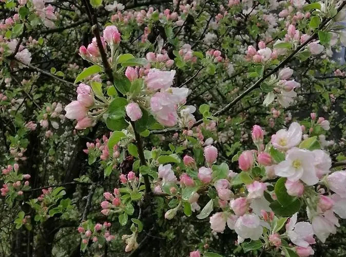 شقة Haus Waldesruh