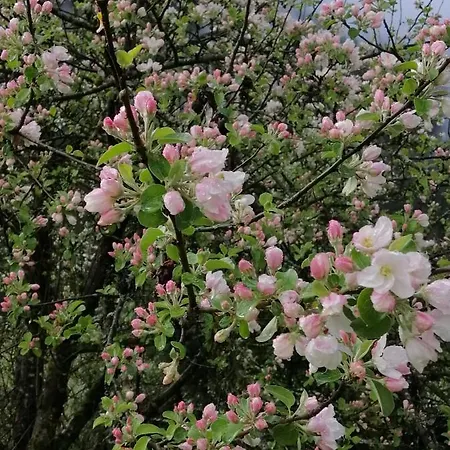 דירה Haus Waldesruh